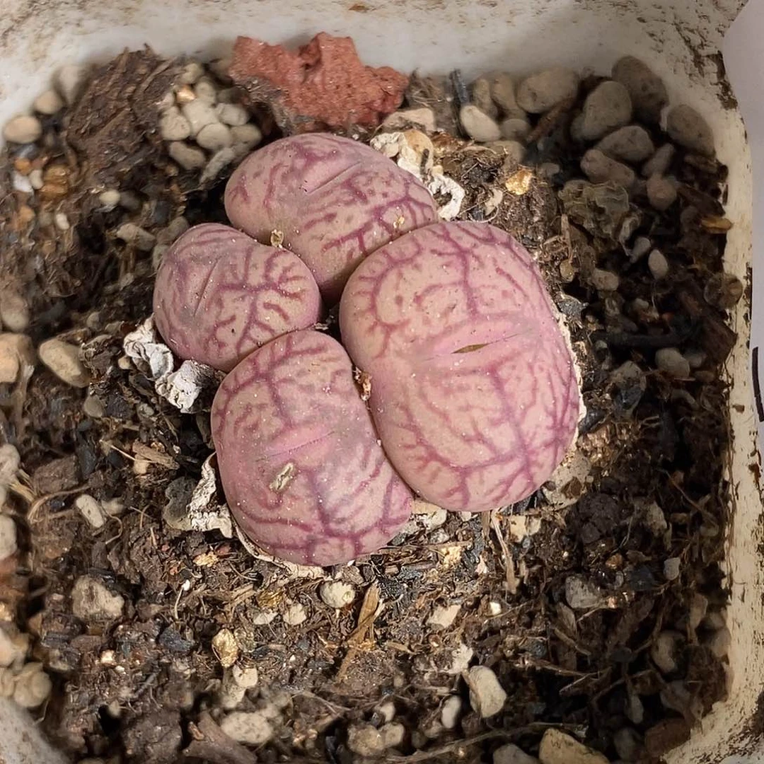 0915-58-杂交有伤特。