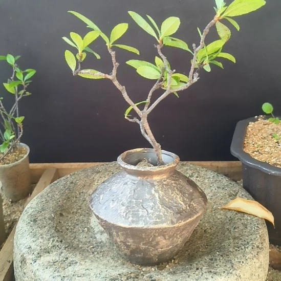 蓝***湾无花朵海  岛  春  花