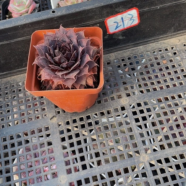 一***觉213号筐到盆土发货