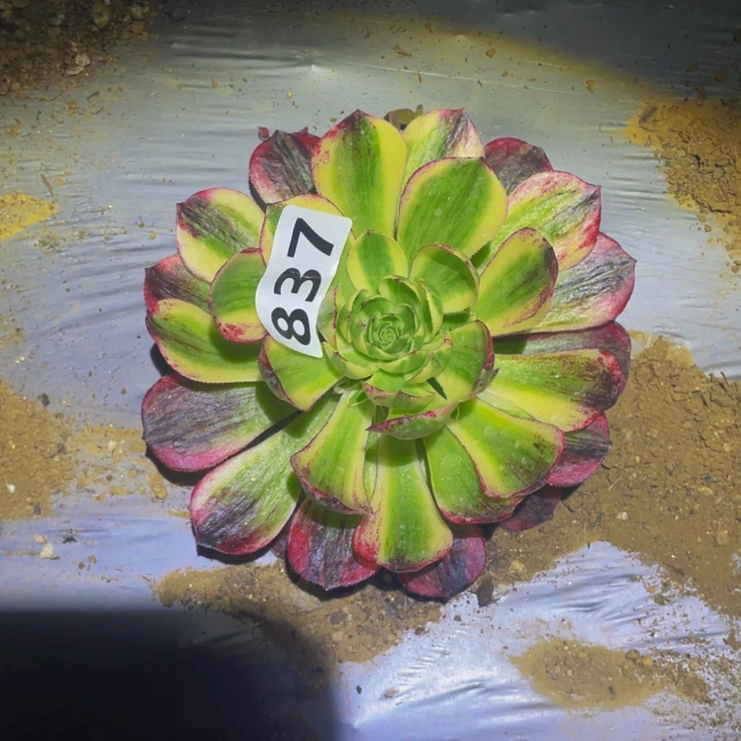 伯爵天骄多肉植物837