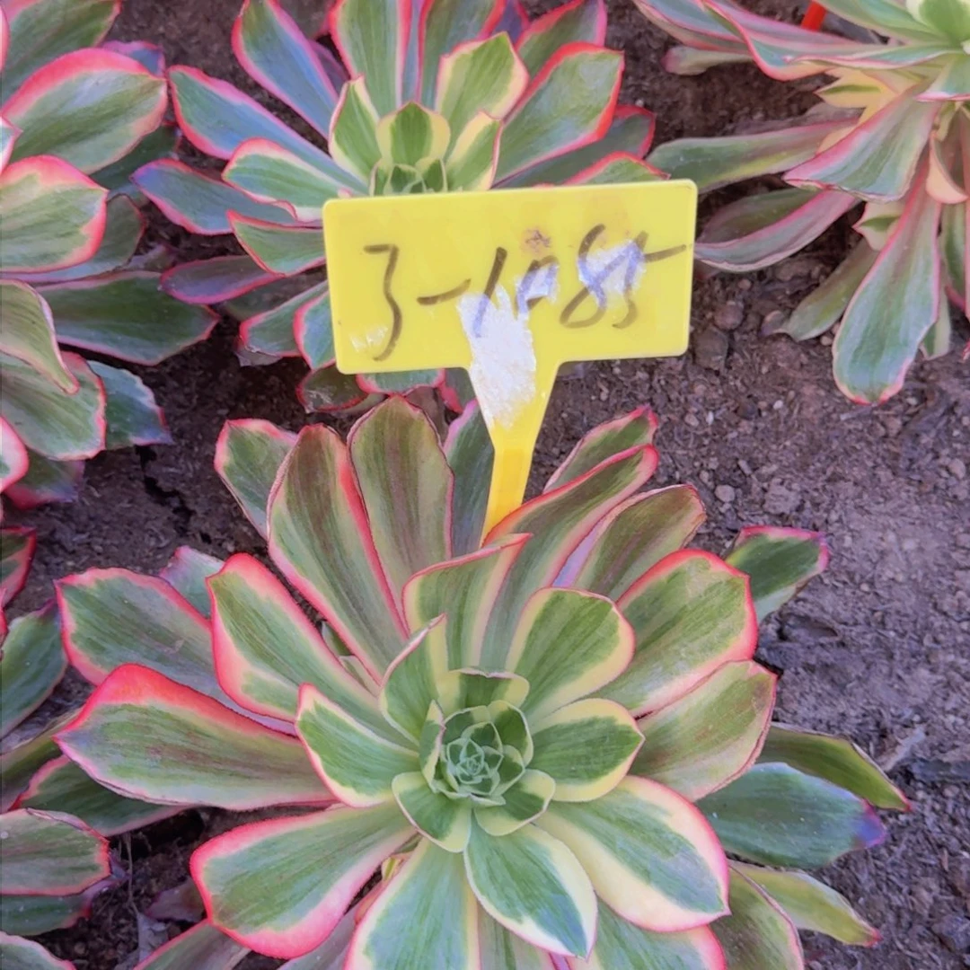 3-1085---多肉植物大战