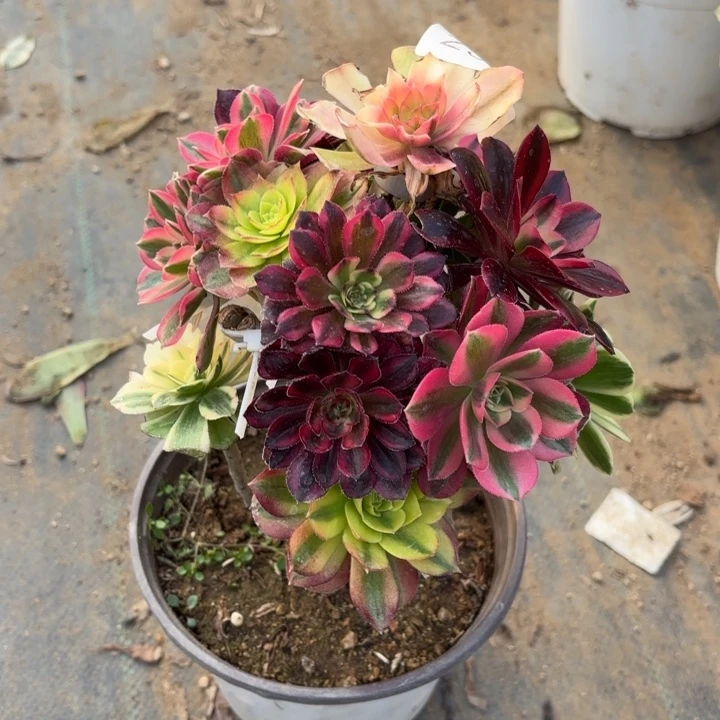 七彩树多肉法师2511