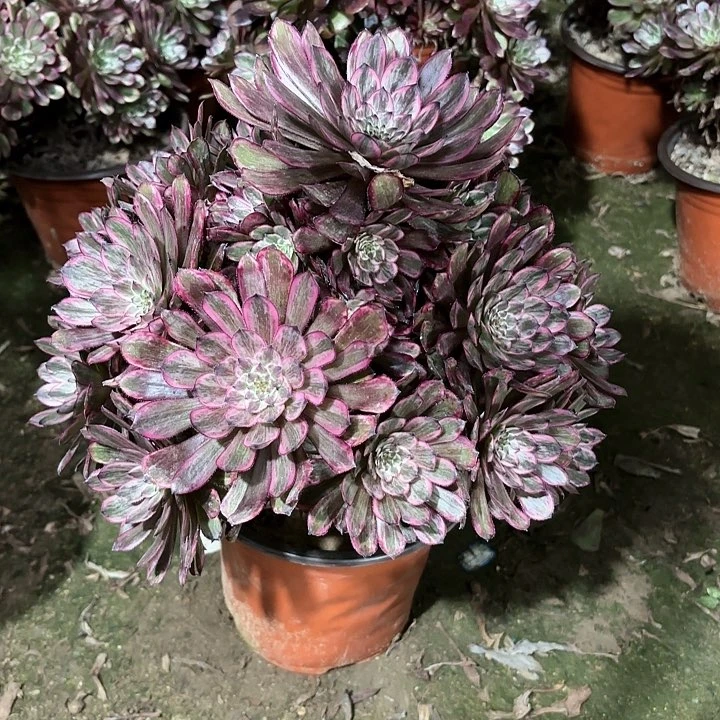 ꧁****꧂多肉植物紫霞仙子51