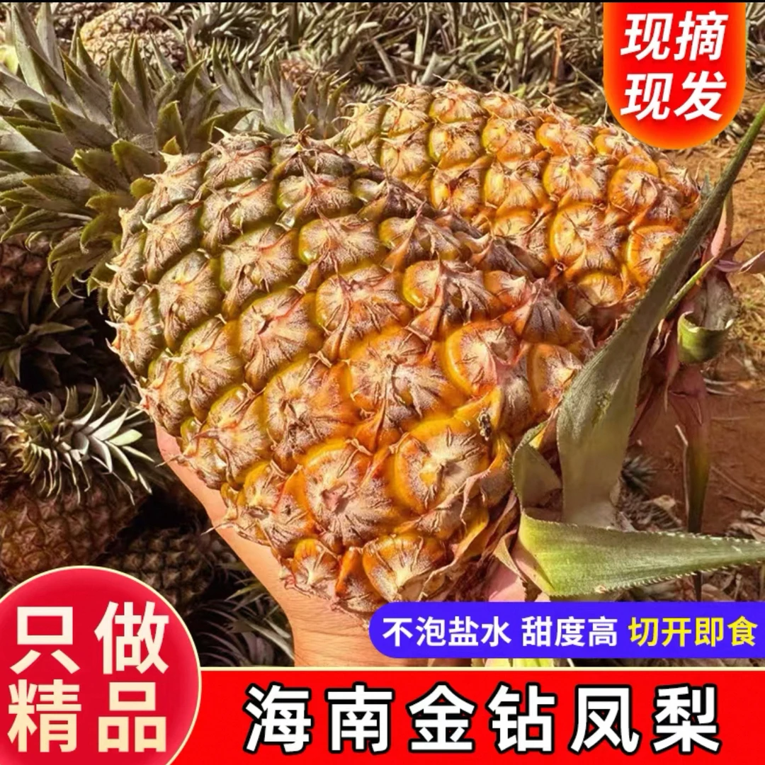 【大果专拍】海南树熟金钻凤梨！