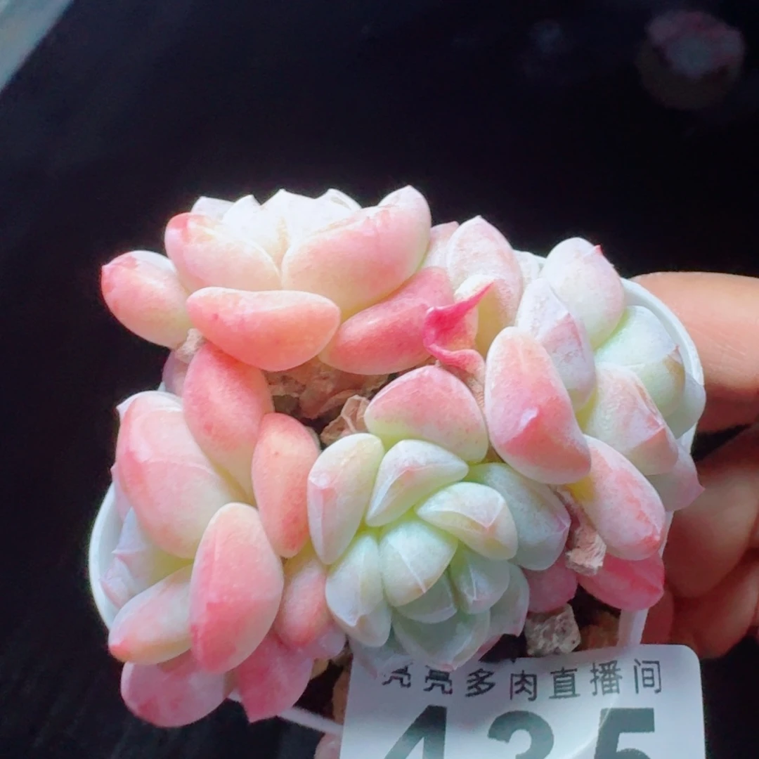 冰玉      愿你一路坦途，乘风破浪展宏图