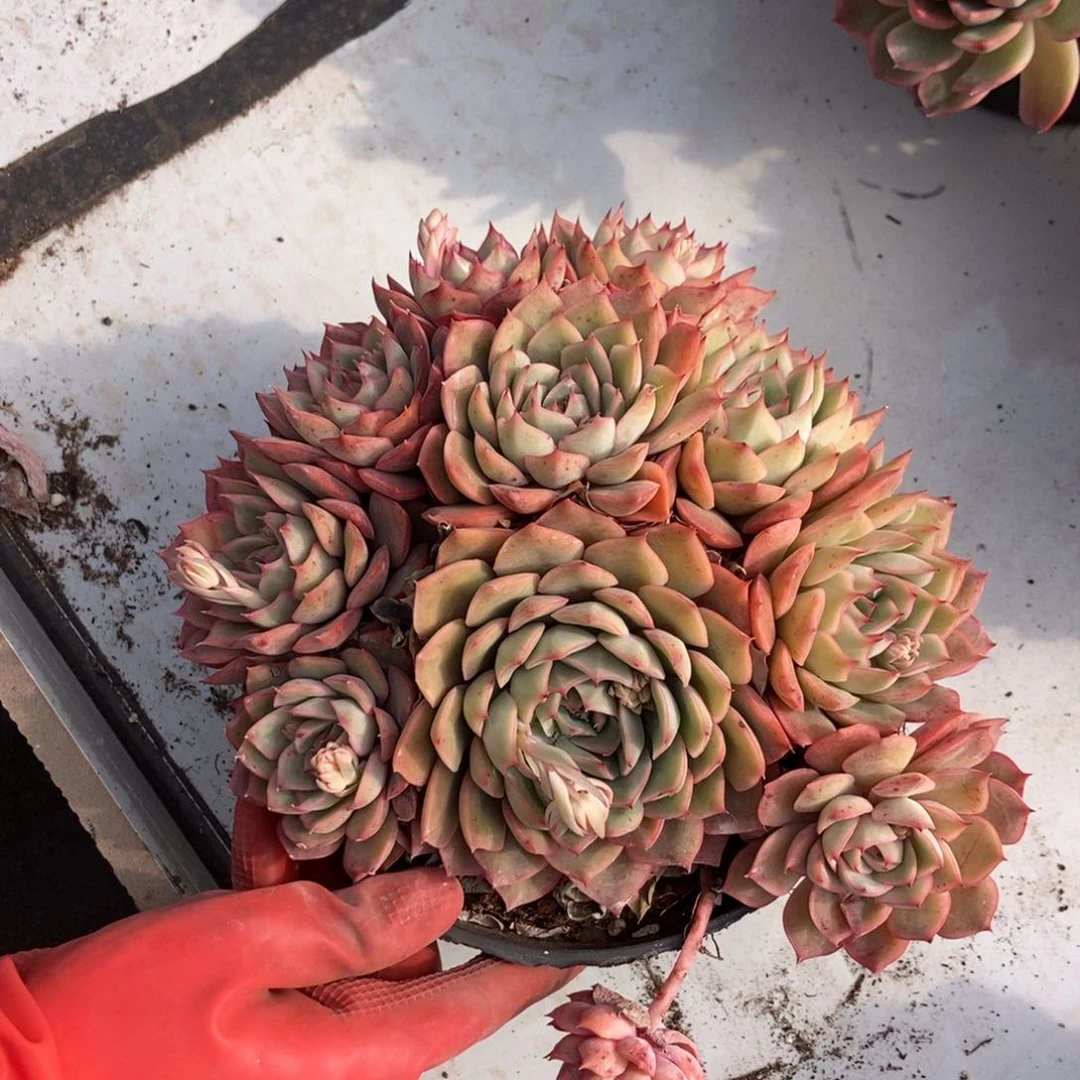 艾格利亚随机一颗