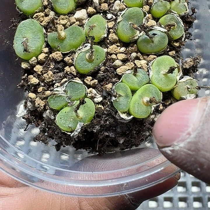 126 多肉植物多肉植物