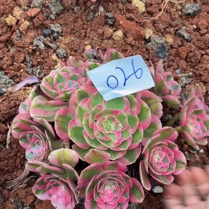 026倾城朵朵发发发无根不包断枝