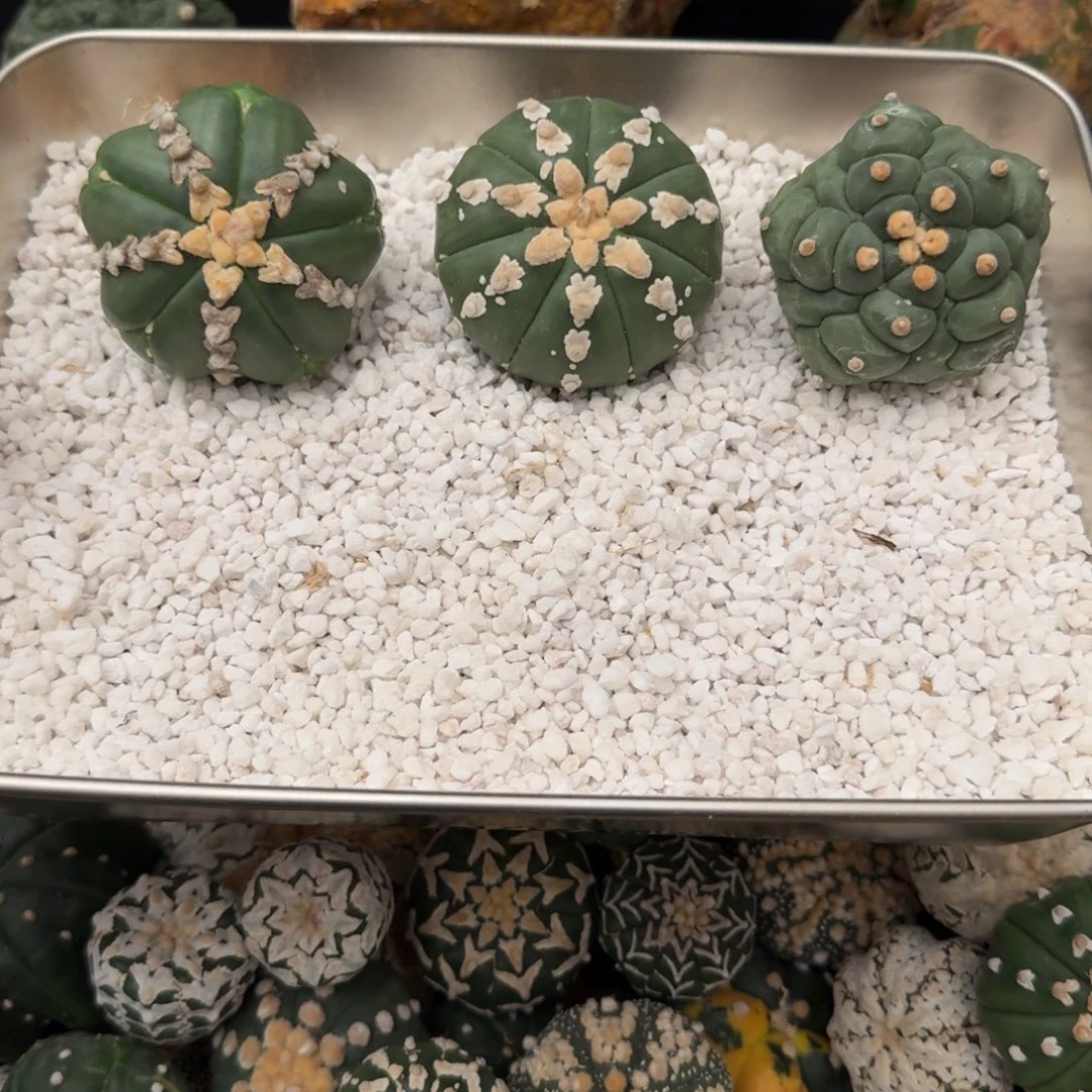 元***丶兜3棵哈哈哈哈哈哈哈