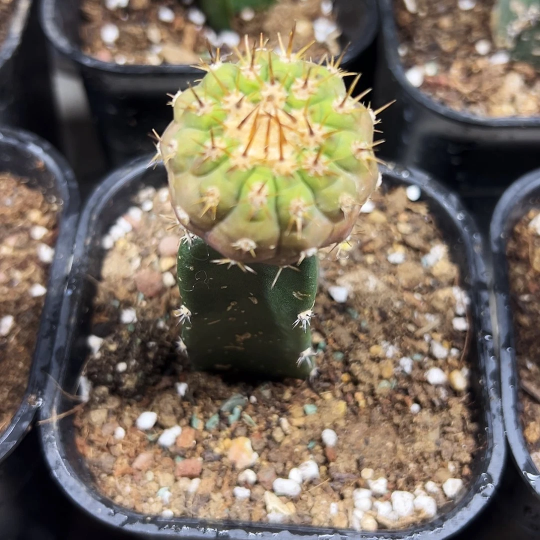 金刺孤龙仙人球1111111111