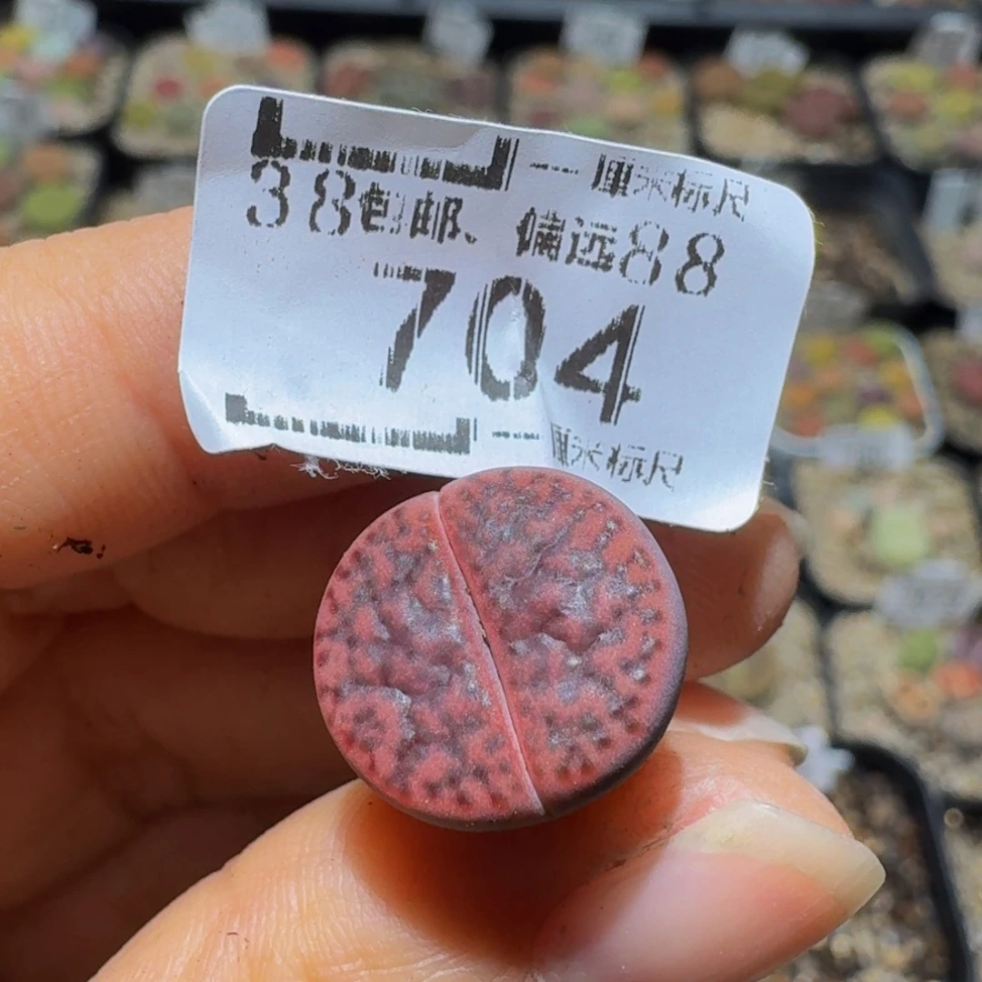 怼***了Sssss精品生石花704