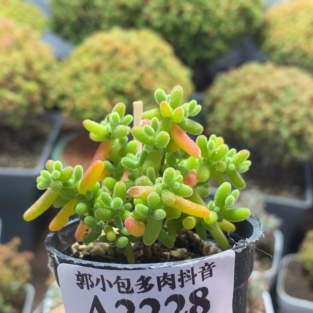 蜜橘糖球2228枝干番杏