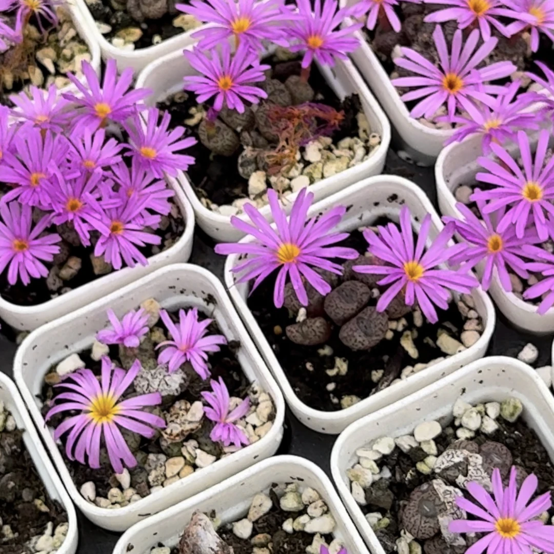 运费补差价3，玛莎运费专拍不满18请拍这个（满18包邮）