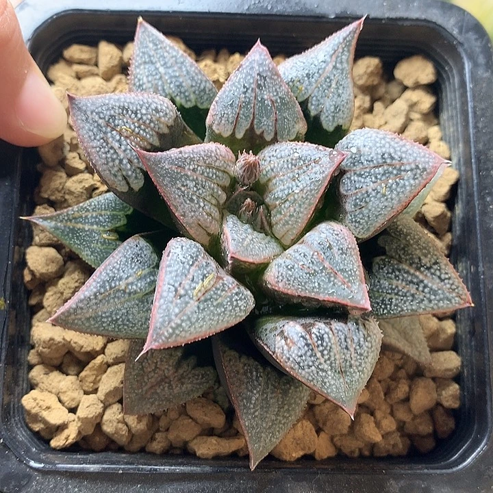 楼姬一物一拍带盆