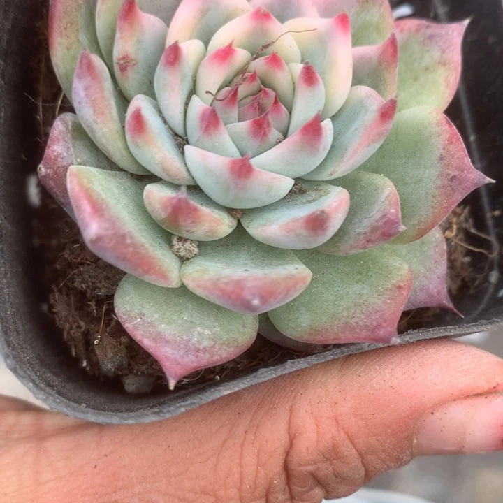 吉娃娃锦。一物一拍。包邮