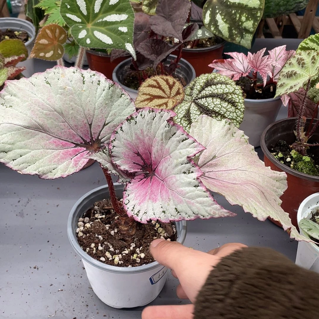 完全开放白粉色杂菜