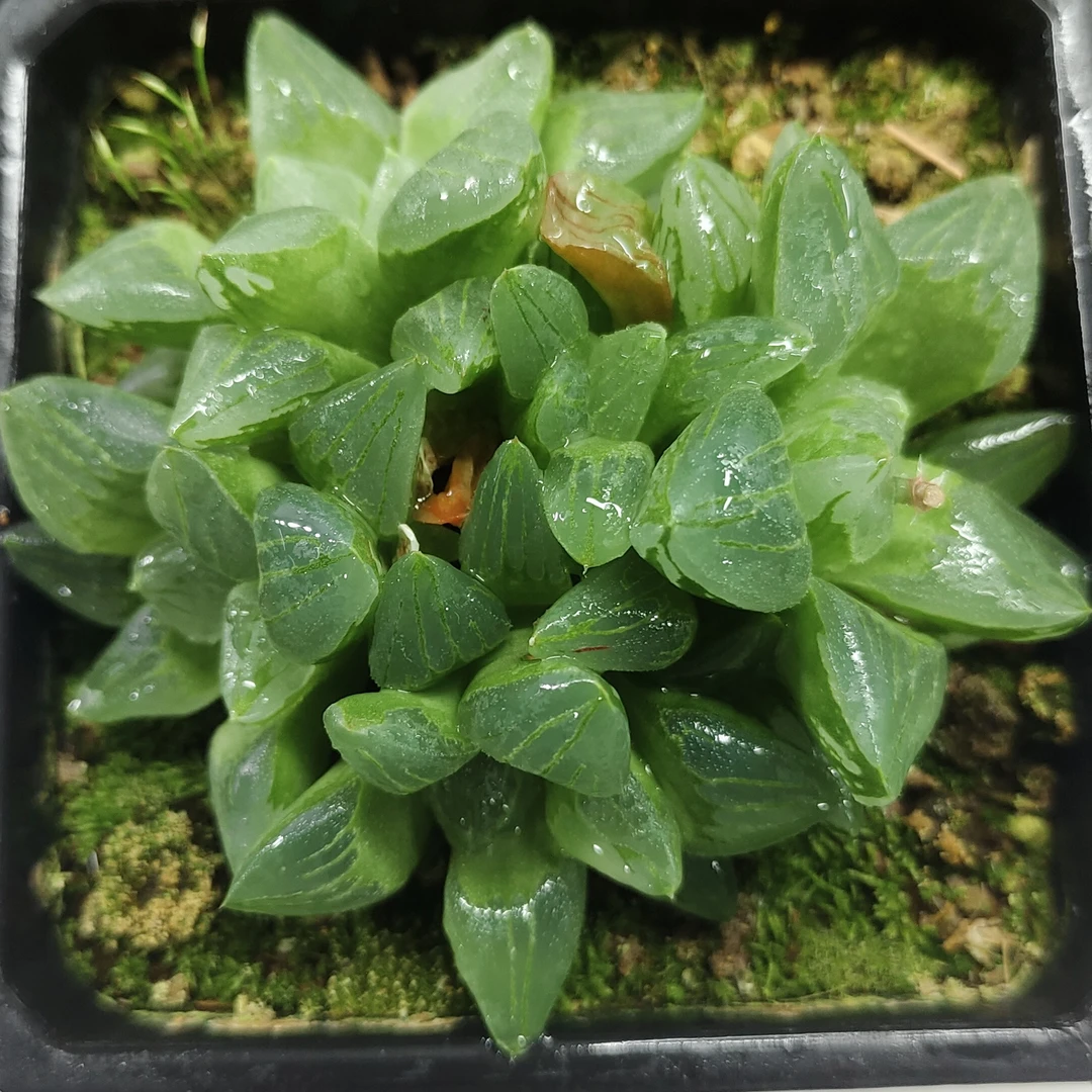 【群生冰城寿】多肉植物（满16包邮）