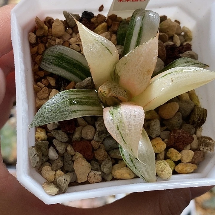 574青蟹寿锦一物一拍