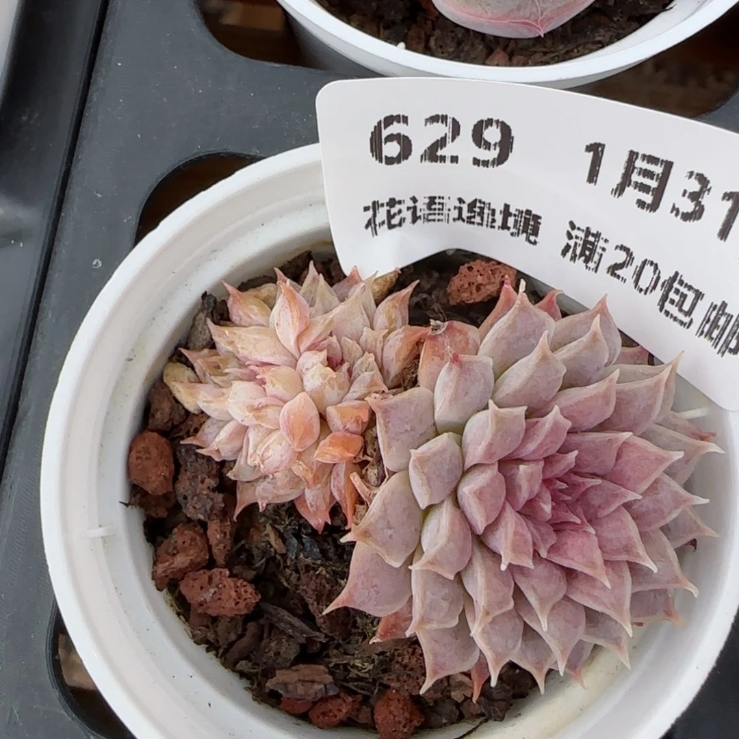 花语逸镜0131-629