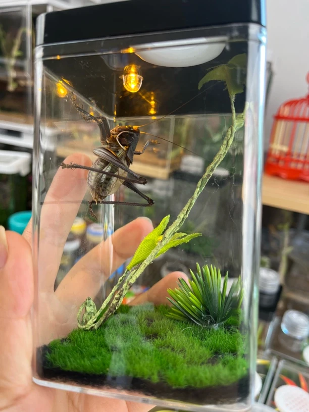 生态箱人造景7x12带竹铃1条