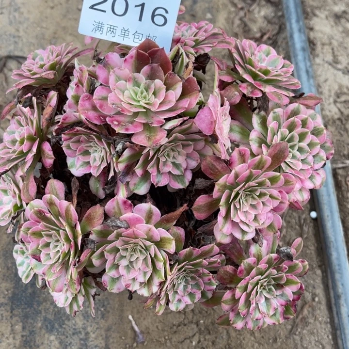 红铜的人多肉的人2016