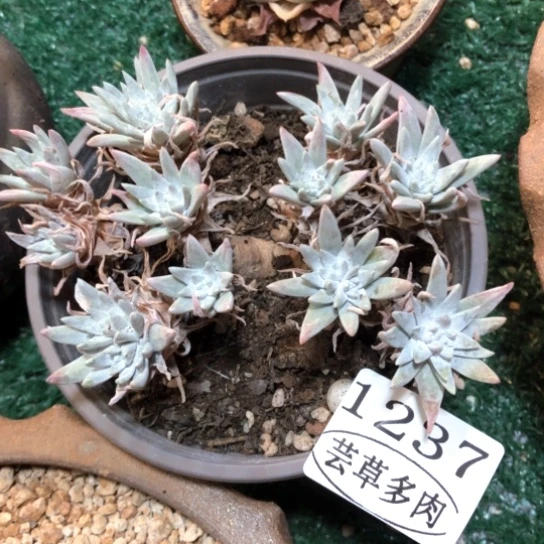 白菊，1237，一物一拍