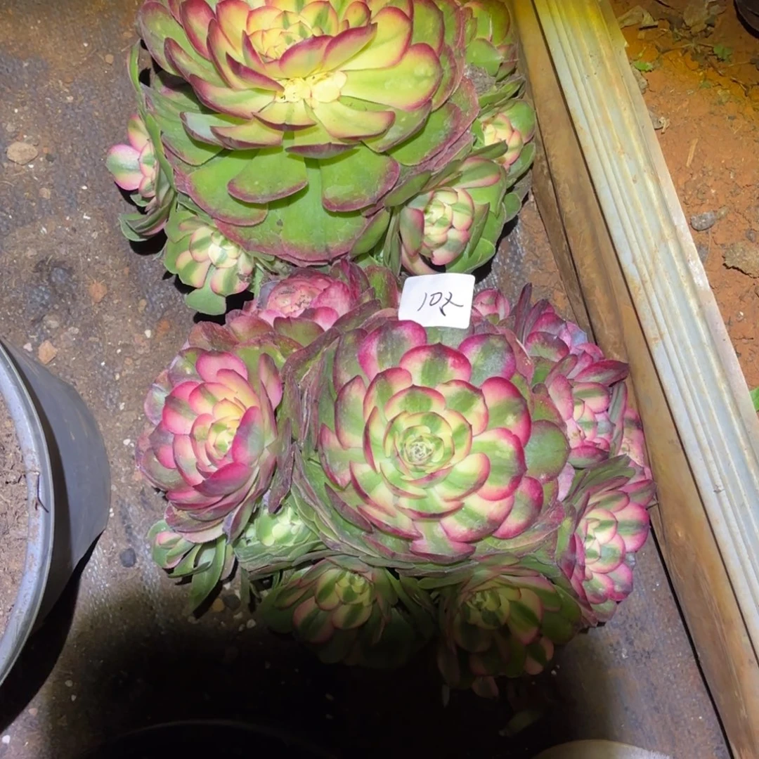 云南多肉植物组拍