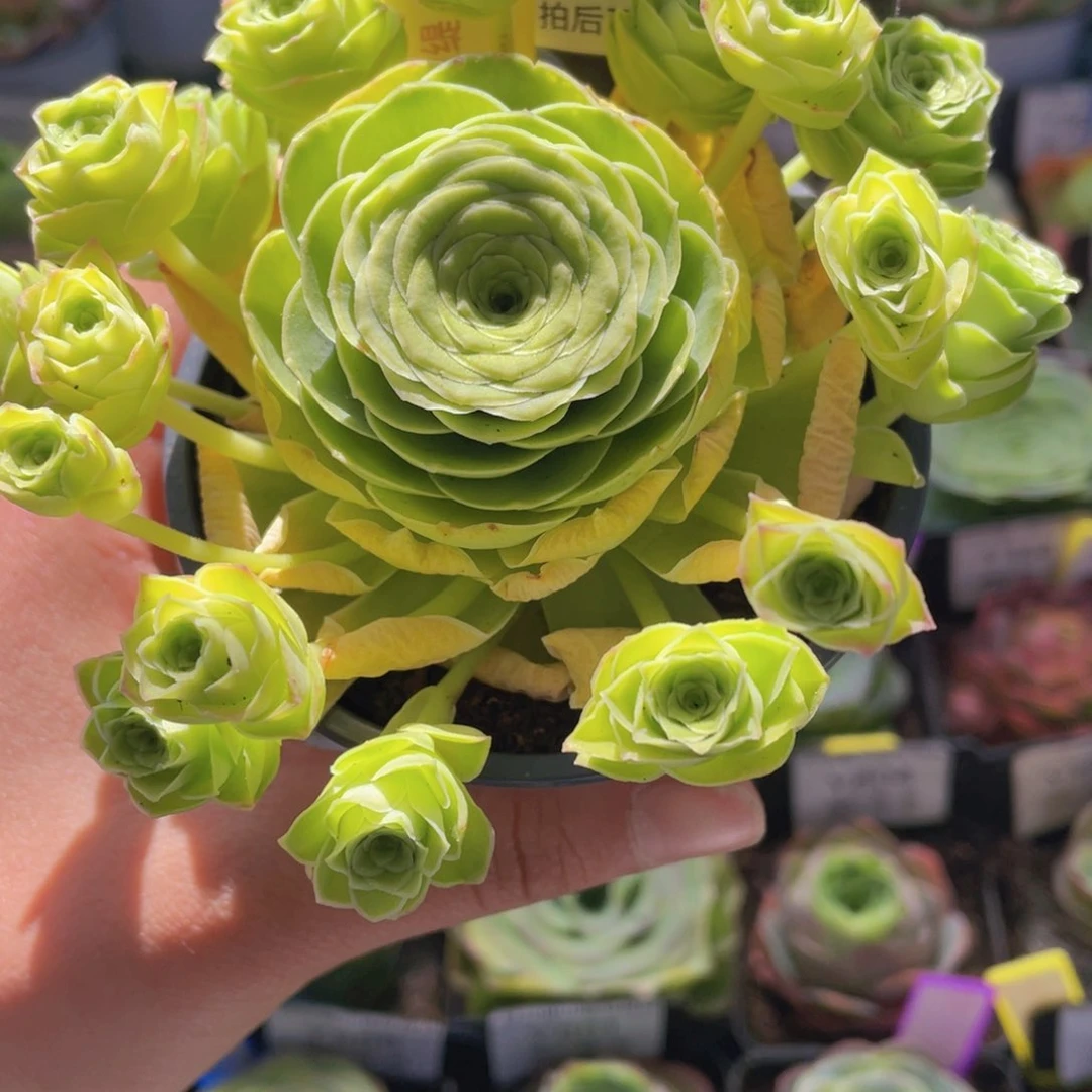 金缇多肉617一物一拍