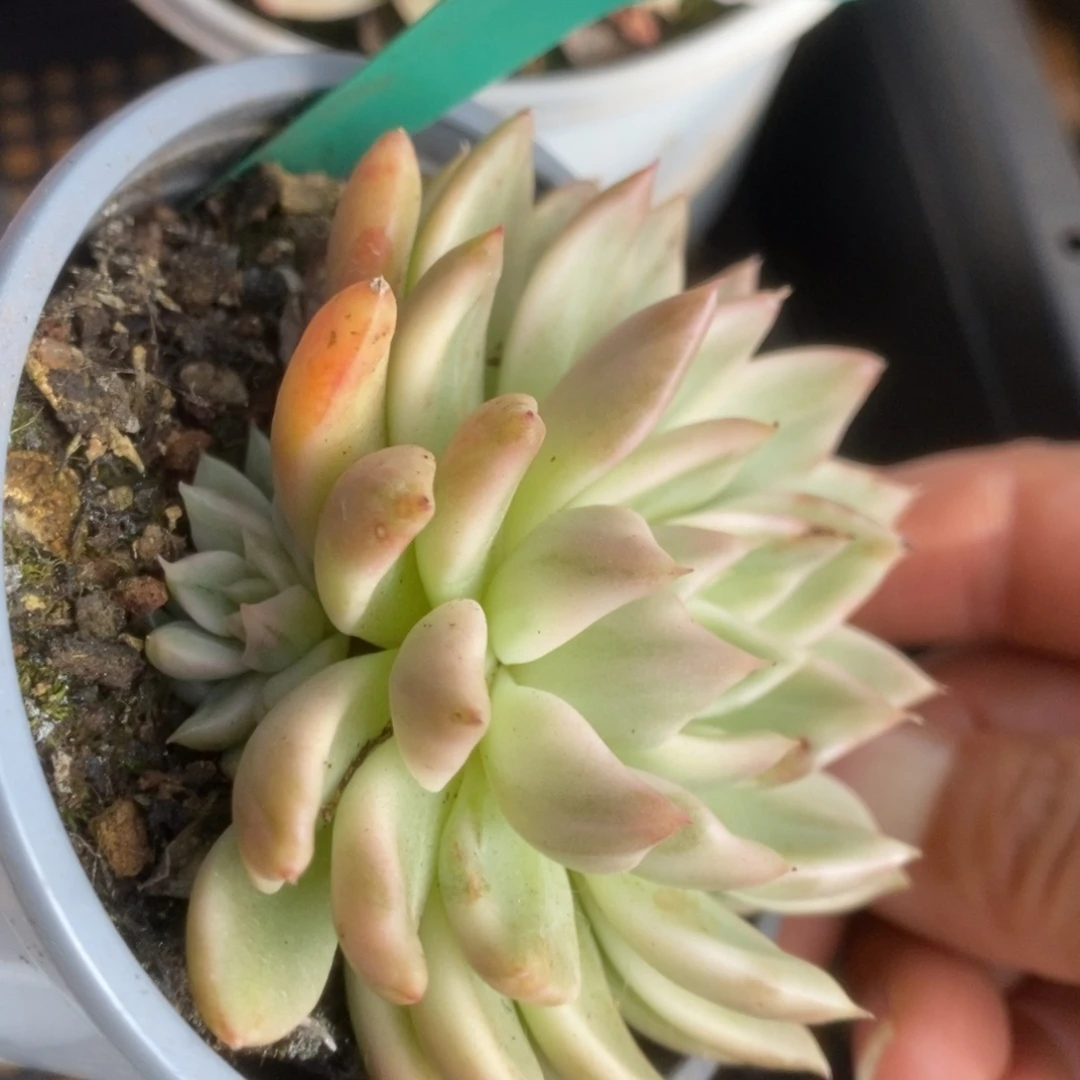 326东云杂锦锦锦锦锦