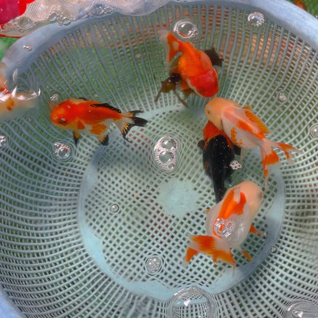 海水鱼花泰狮金鱼3号