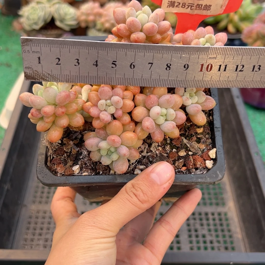 表妹精品多肉植物370.