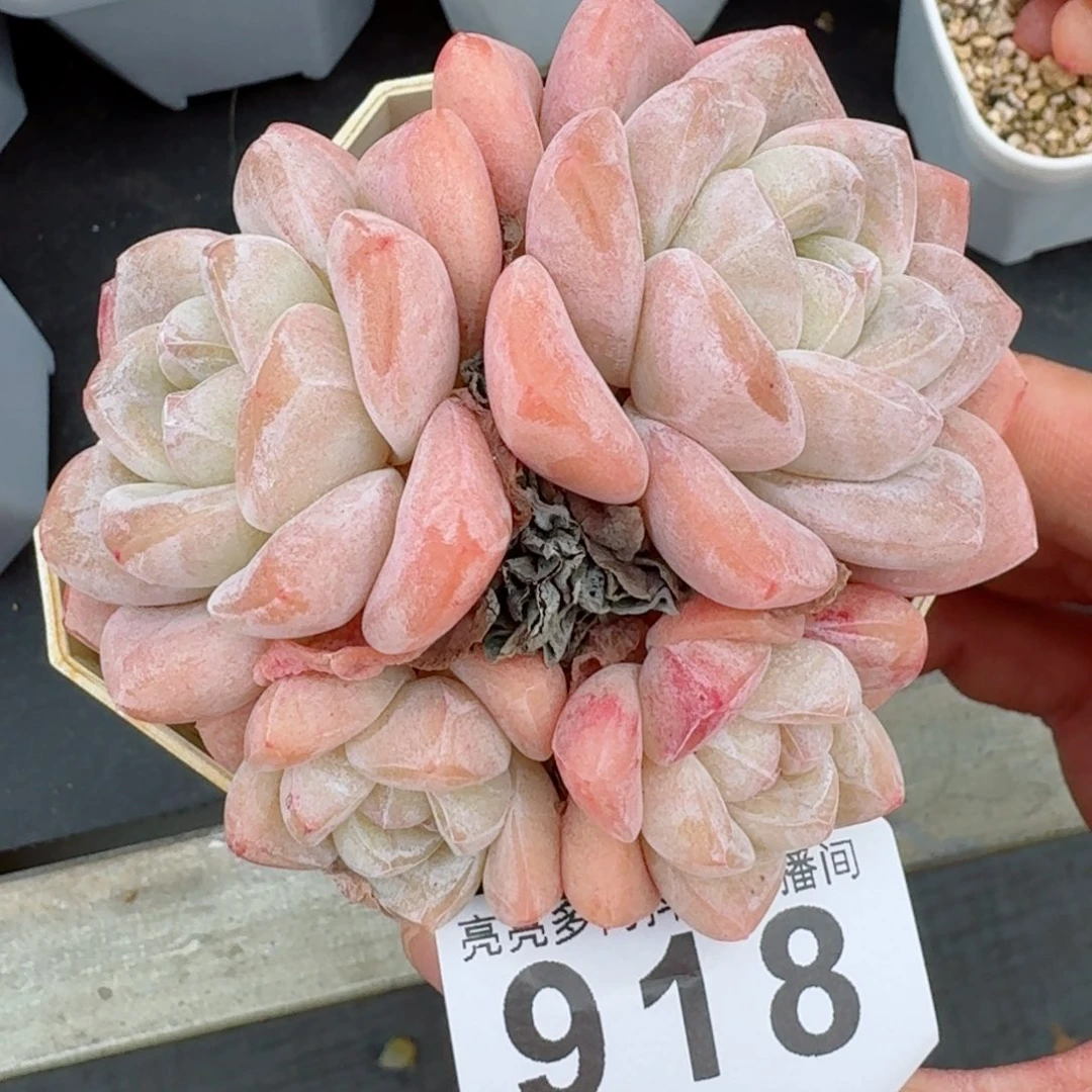 四头冰玉         精品多肉