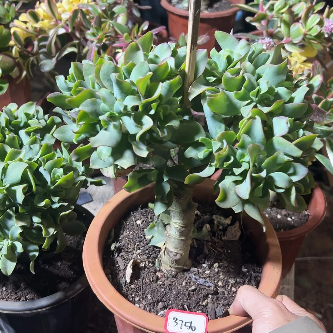 金****稀有海带花月带土球发货3756