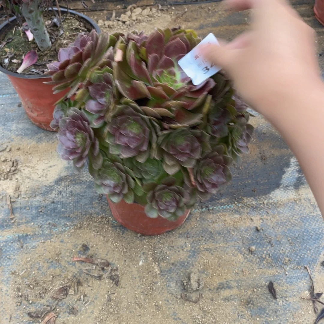 342黑美人法师多肉断枝不包