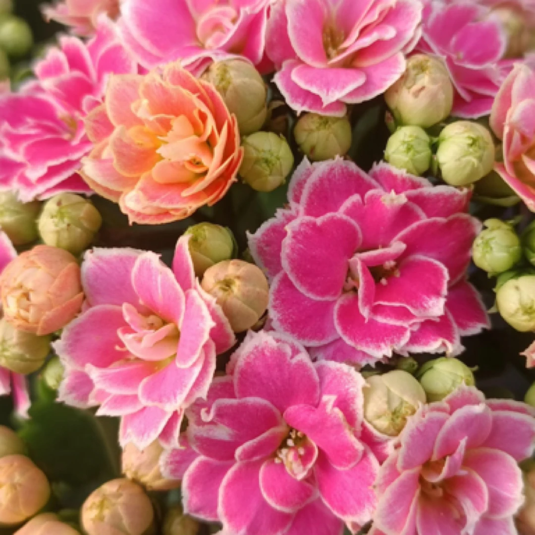 （130盆彩蝶）复色重瓣大花 室内懒人花卉 基地直发