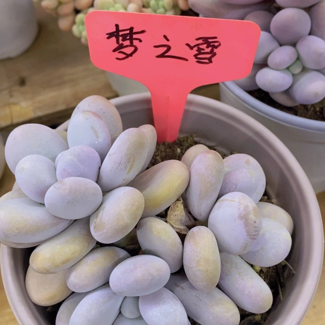 开心多肉，破价专场，今天不对比价格，