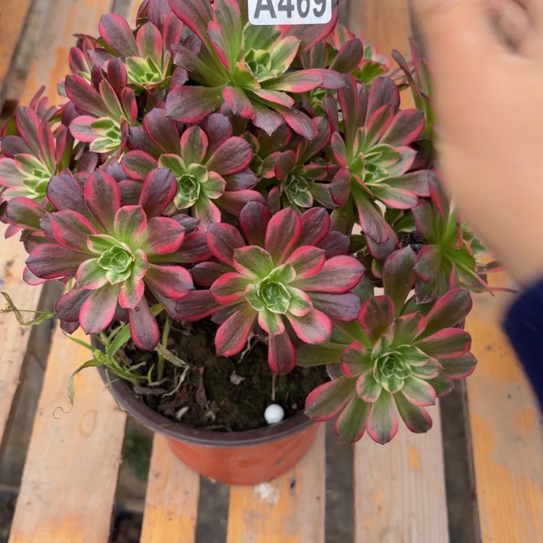 469多肉植物捧花的时候