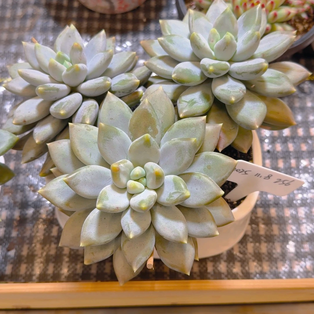 心***事一物一拍超大胖哥特256