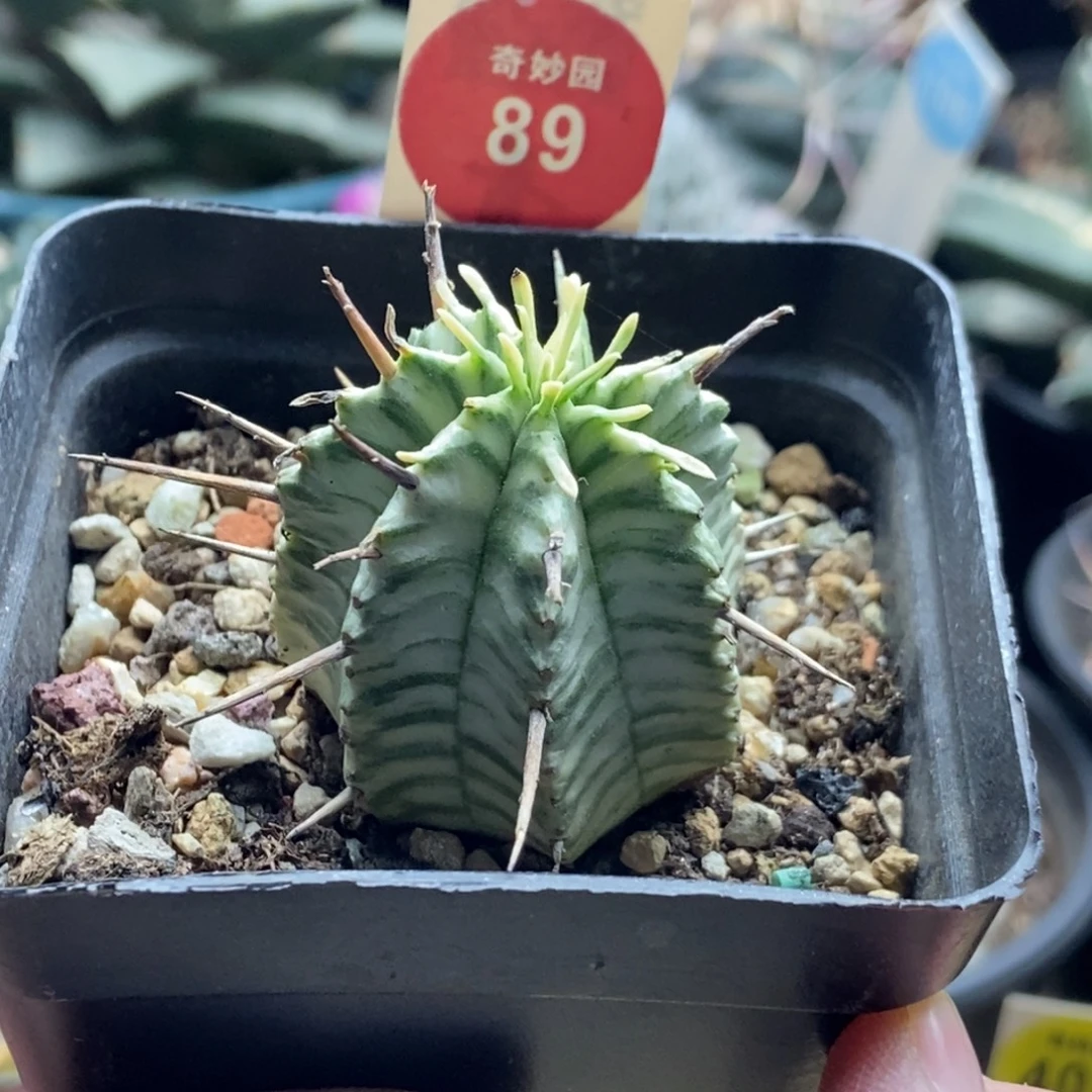 强刺斑马锦一颗3.2cm