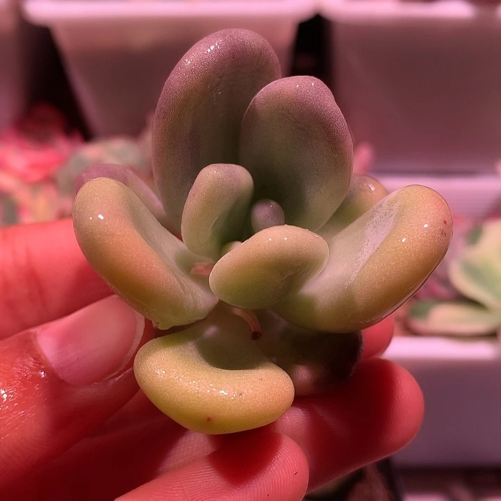 橙雪球锦锦锦锦锦锦