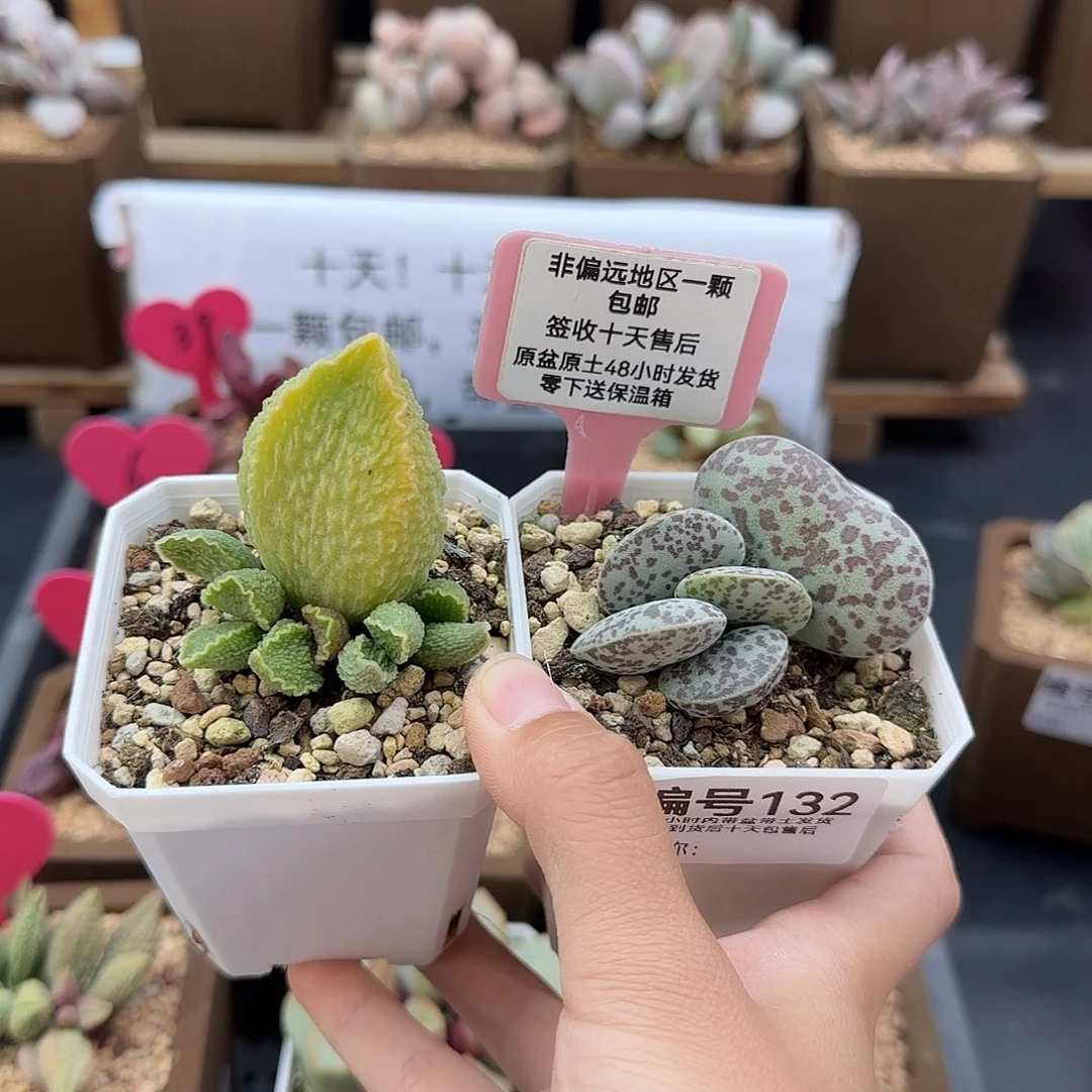 x*…132绿皮巨型花蛋多肉