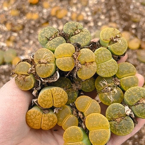 【闪购商品】永**败24809