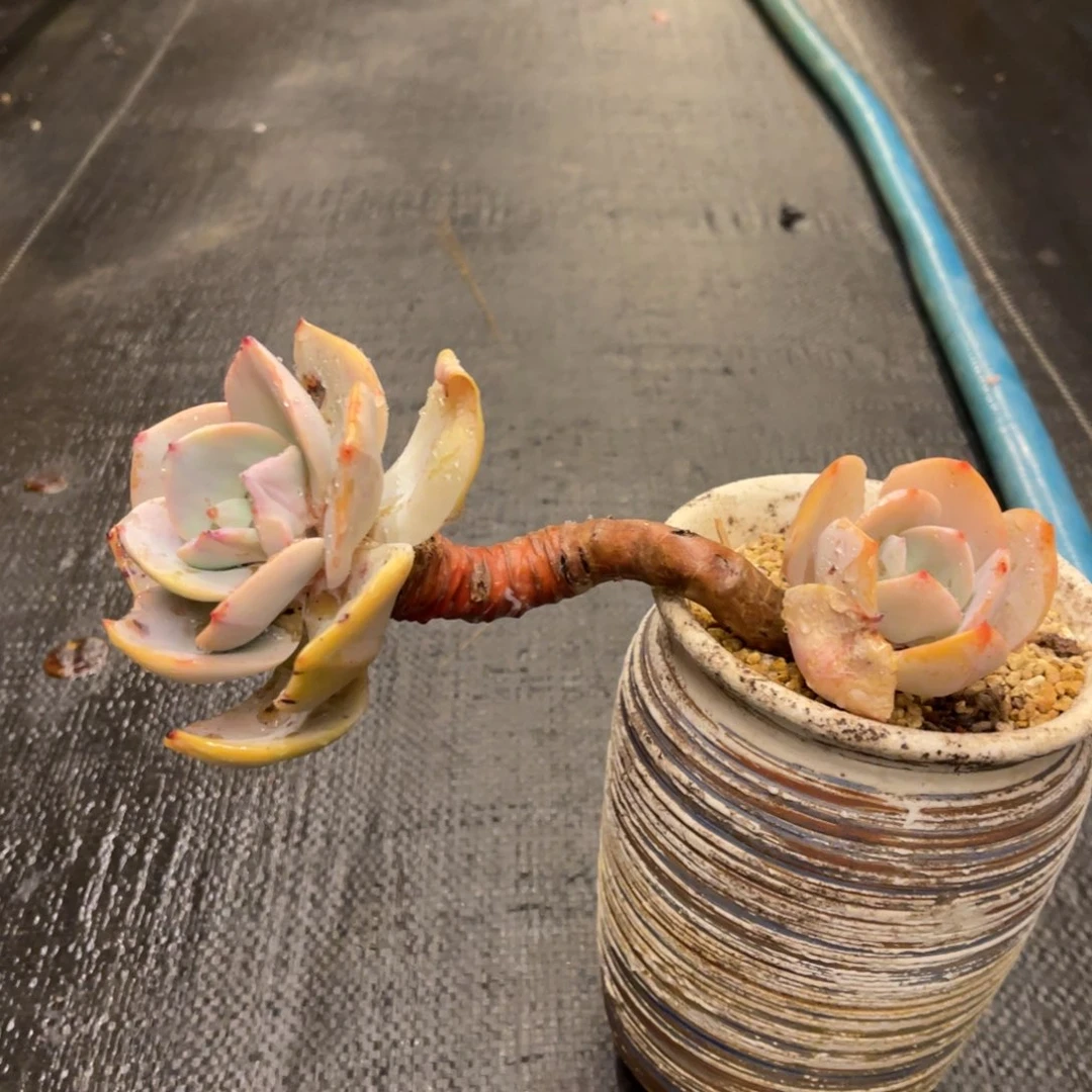 代****?8686868668688686