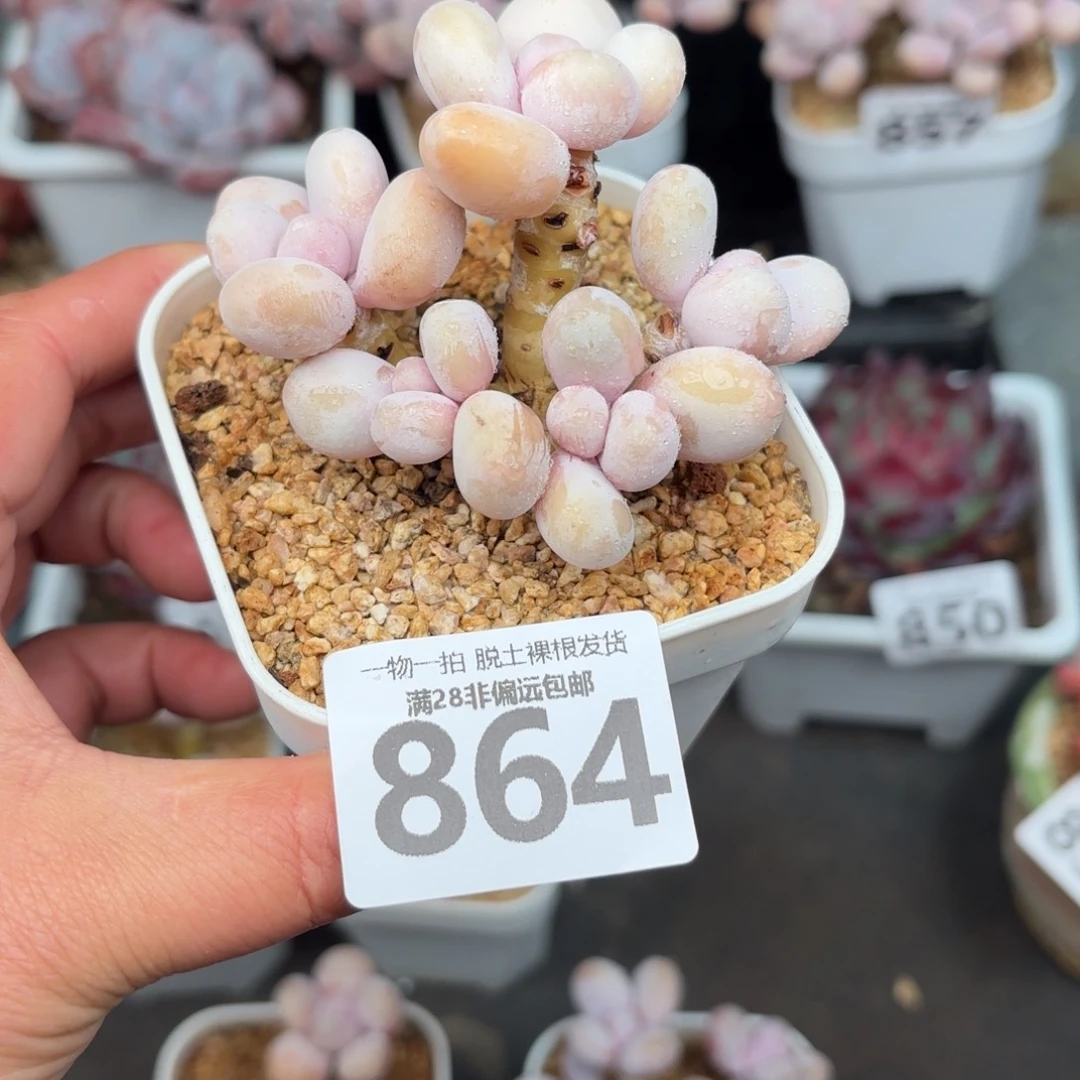 小****奶酪多肉无盆土发货