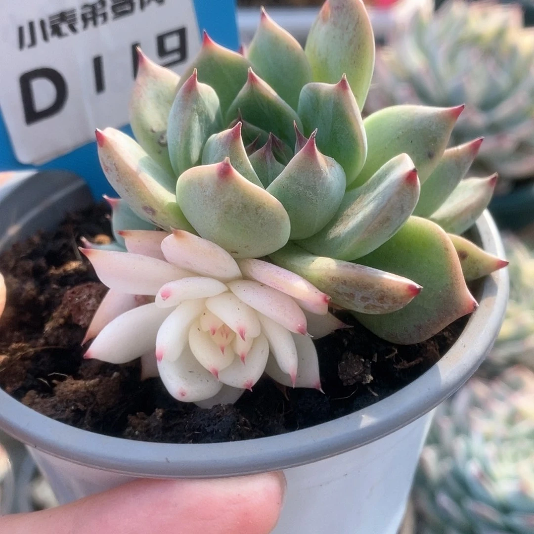 119锦锦锦锦锦锦