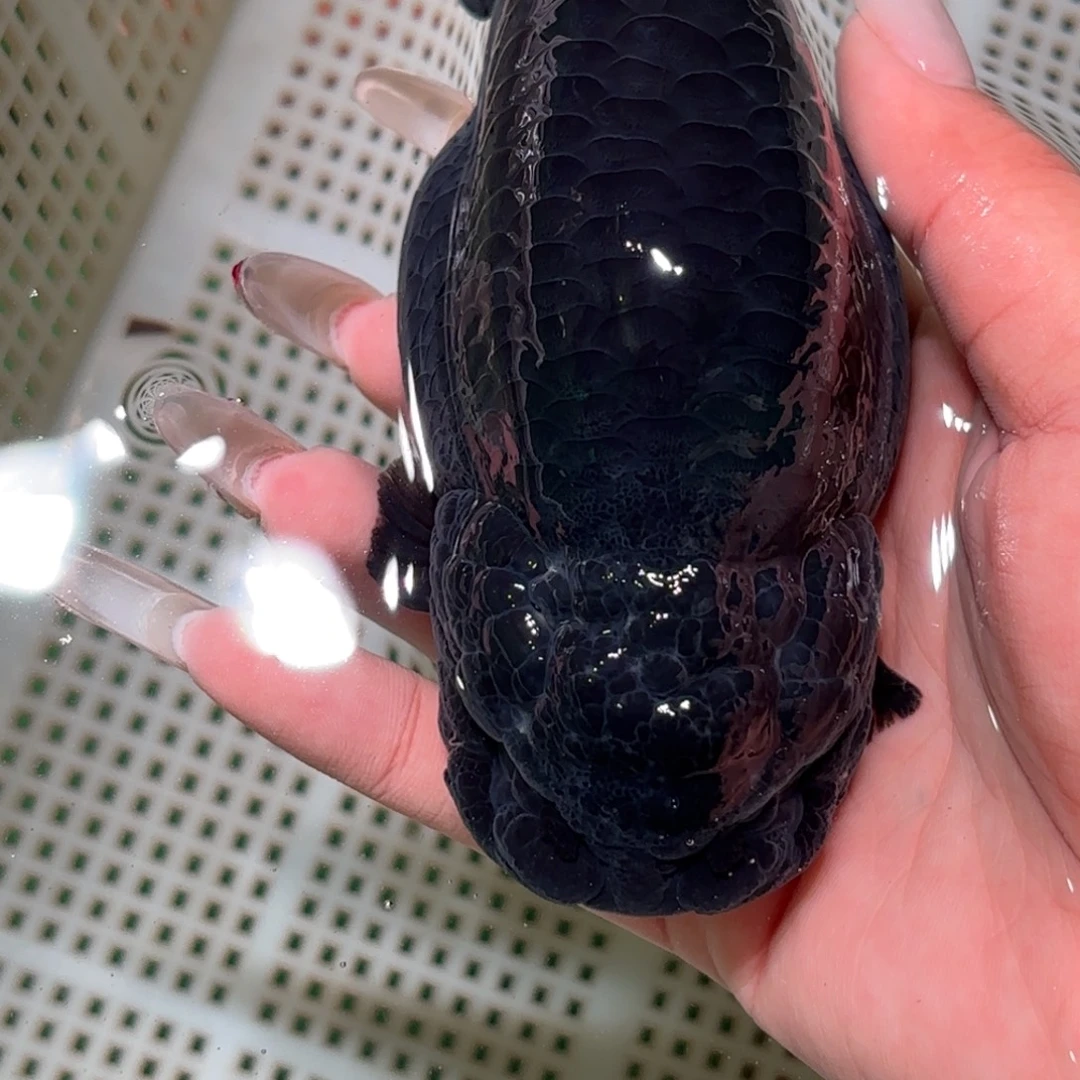 反***正金鱼拍包装包邮不拍包装运费到付