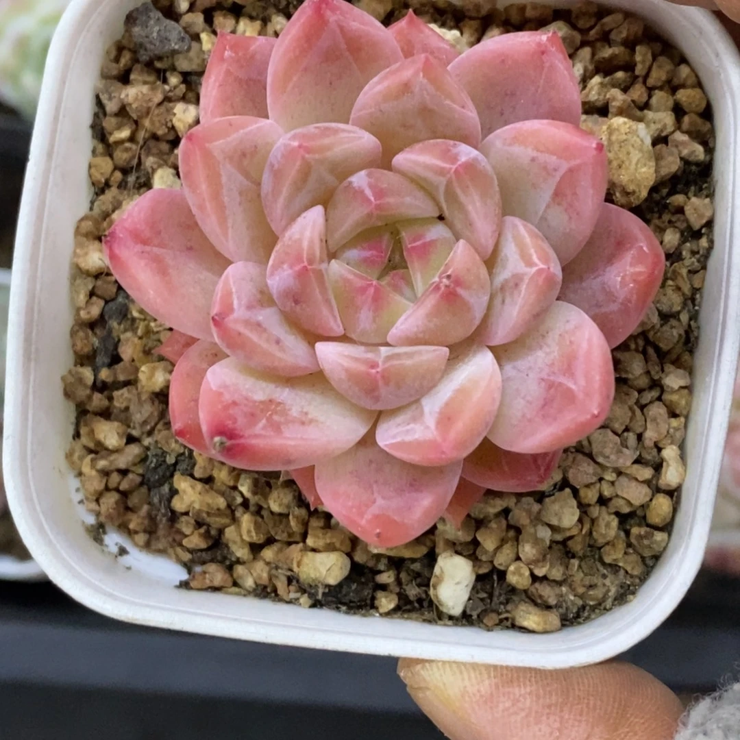 精品多肉一物一拍不包整