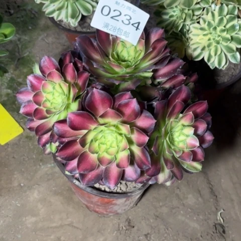 韶华多肉多肉0234