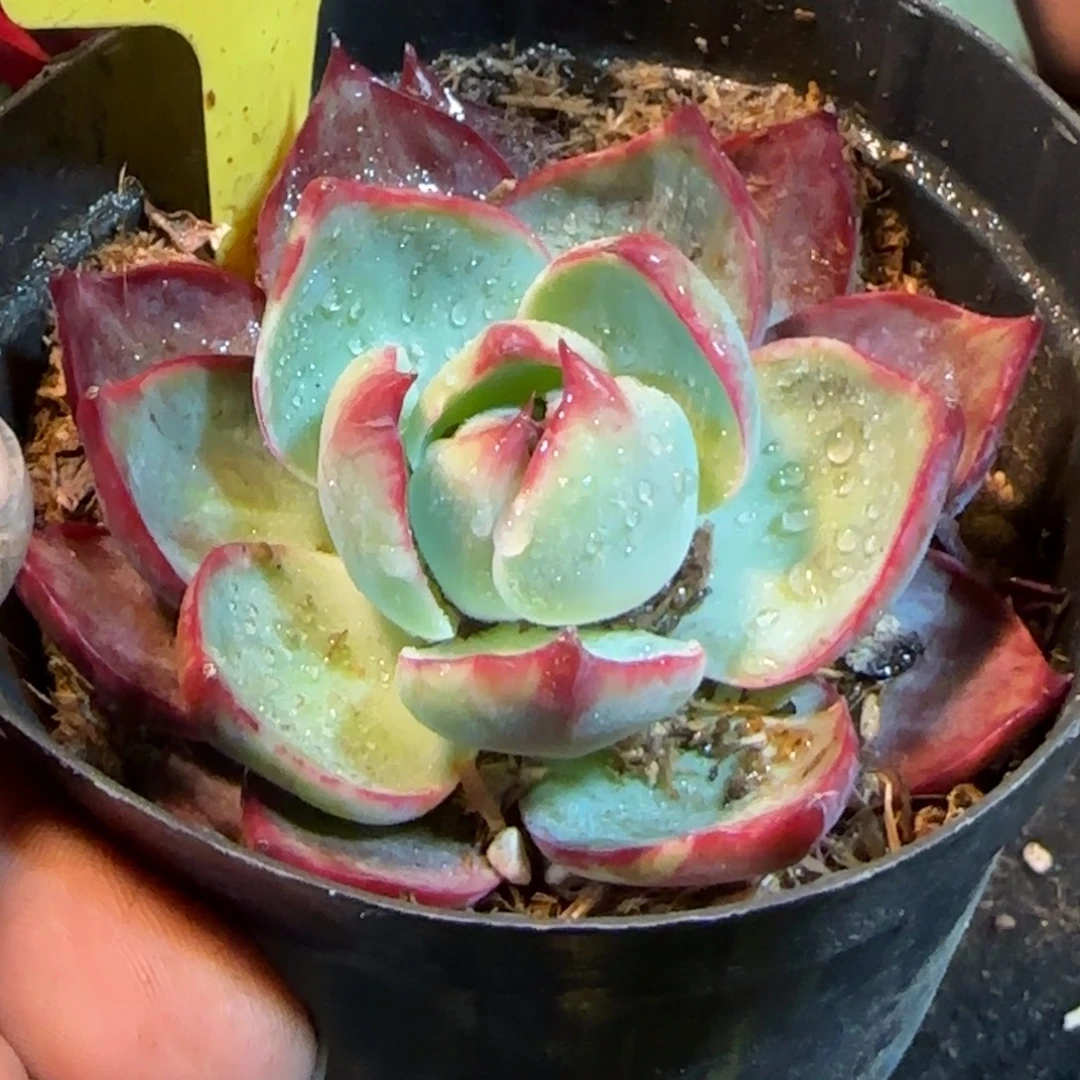 惊鸿一物一拍包装收缩花旱320