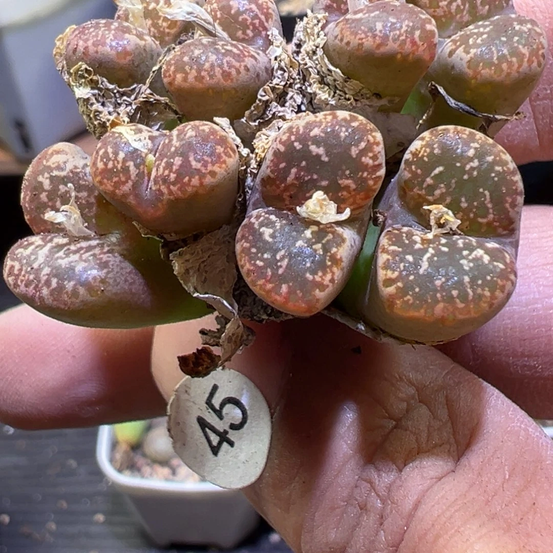 多肉植物11111111111